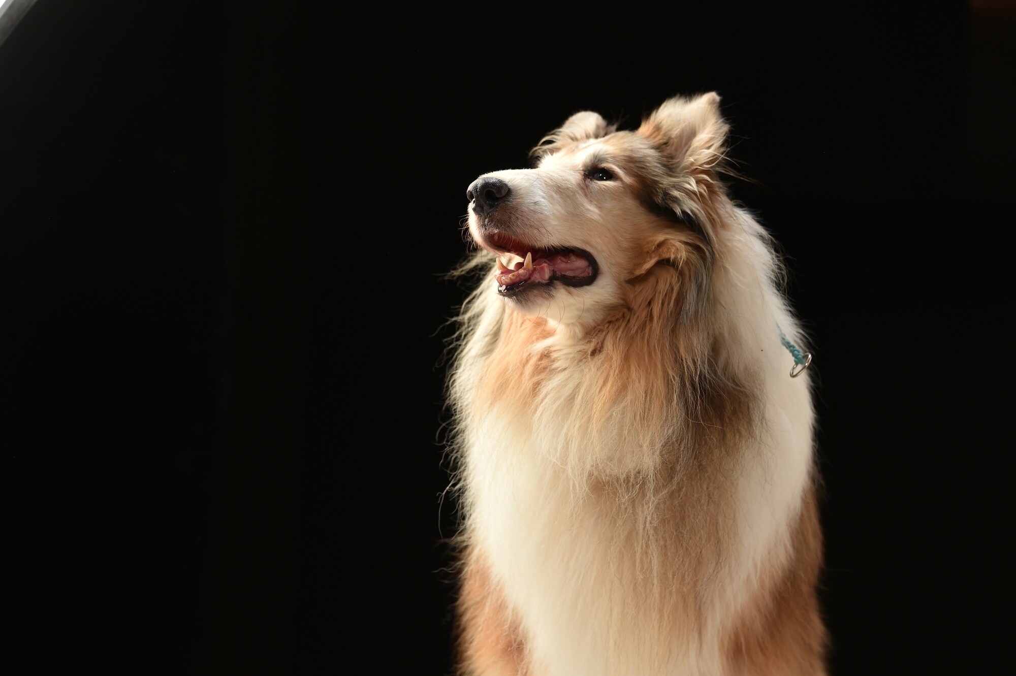 コリーの寿命・かかりやすい病気